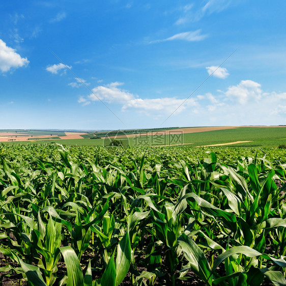 明亮的绿色玉米田和蓝的天空有光积云农业景观图片