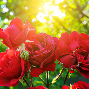 花朵中美丽的玫瑰花朵在园的太阳升为情人节图片