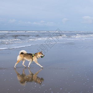 在荷兰北海的海滩的狗图片