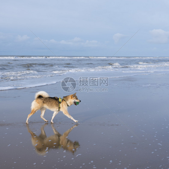 在荷兰北海的海滩的狗图片