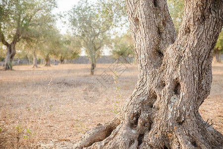 伊利普亚地区一百年的橄榄树细节图片