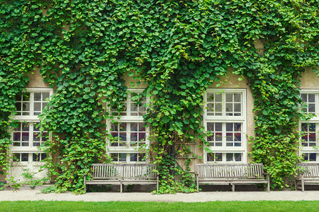 房子的墙上窗覆着绿色的常春藤叶图片