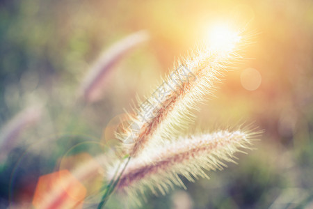 青草花的软焦点日光和耀斑古老的植物经过滤图片