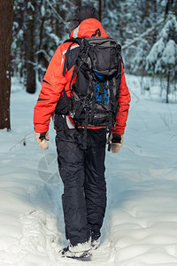 旅游者在冬季森林中登山从后面看图片