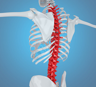 人体骨架骨骼侧面3d说明人的骨骼背部解剖概念背景