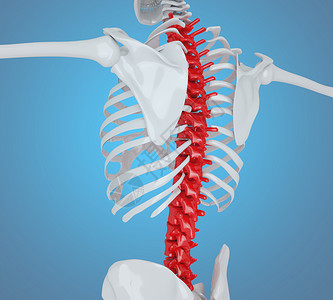 3d说明人的骨骼背部解剖概念图片