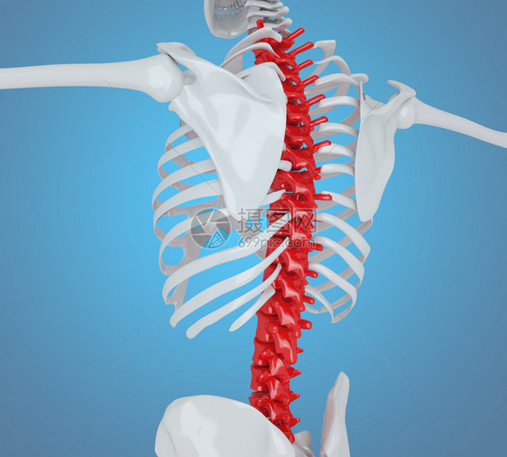 3d说明人的骨骼背部解剖概念图片