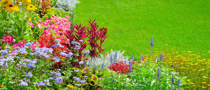 夏花床和绿草坪岗植物宽广的照片背景图片