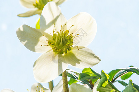 地狱花图片 地狱花素材 地狱花高清图片 摄图网图片下载