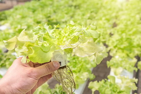 大棚种植，时令蔬菜，优质维生素图片