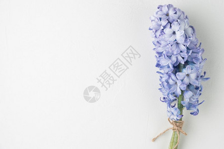 白背景的蓝色花朵复制空间图片