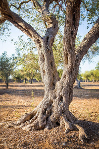 伊利普亚地区一百年的橄榄树细节图片