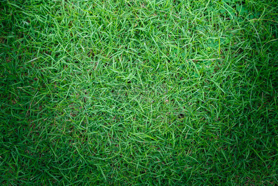 高尔夫球场的天然绿草图片