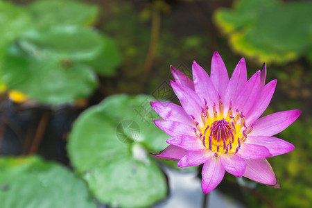 池塘里的莲花图片