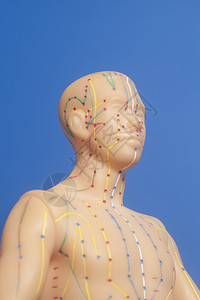 蓝色背景人类的医学针孔穿模型图片