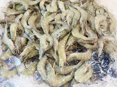 虾冰市场上的新鲜虾群背景