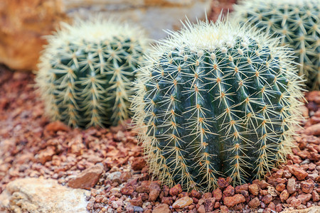 沙漠植物园中的粘土或仙人掌沙石块背景用于装饰和农业概念设计中的粘土或仙人掌图片