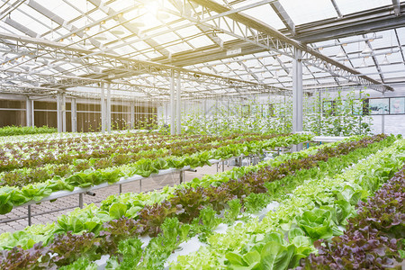 大棚种植，时令蔬菜，优质维生素图片