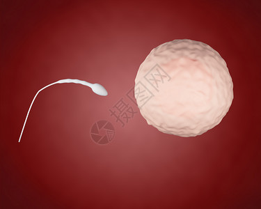 3d造物图像精子蛋白进入卵巢授精概念图片