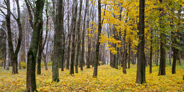 秋天森林深树干黄叶图片