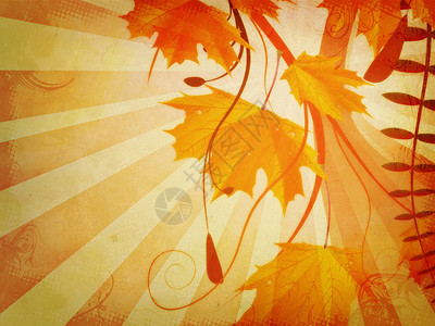 秋天花纹装饰品橙色的树叶图片