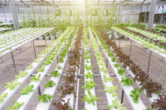 水栽培农场的有机绿色蔬菜沙拉用于健康粮食和农业概念设计水栽培是一种非土壤植物图片