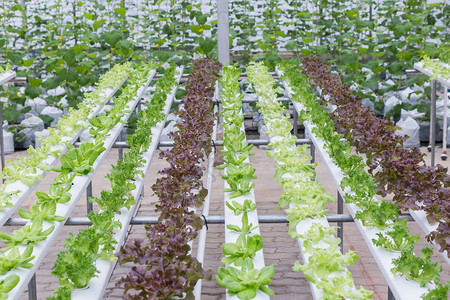 水培植物图片 水培植物素材 水培植物高清图片 摄图网图片下载