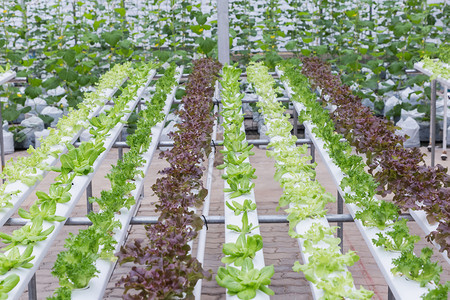 水栽培农场的有机绿色蔬菜沙拉用于健康粮食和农业概念设计水栽培是一种非土壤植物图片