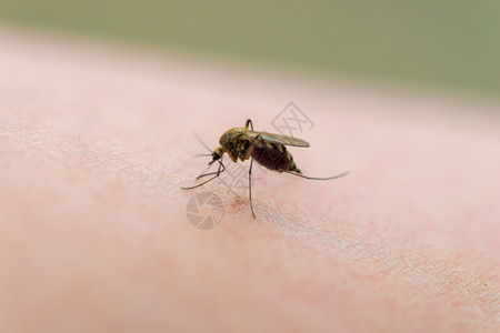 咬人时在体皮肤上贴蚊子图片