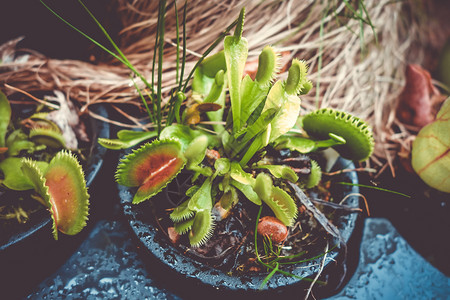 食肉植物图片