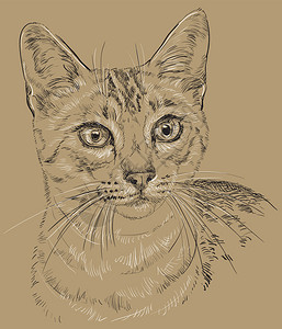 以黑白颜色绘制的猫猫黑白颜色的手绘插图图片