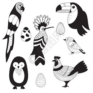 矢量组合鸟类和鸡蛋鹦鹉土青霍波伊公鸡企鹅麻雀扫描鸟类风格图片