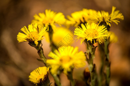 科洛茨脚药用草春天在德国森林中的花朵图片