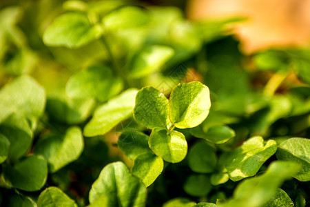 在花园里种植成熟的西红柿在菜园里种植番茄新鲜蔬菜图片