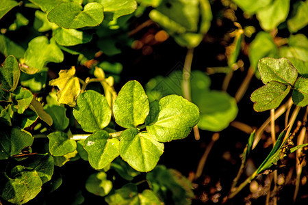 在花园里种植成熟的西红柿在菜园里种植番茄新鲜蔬菜图片