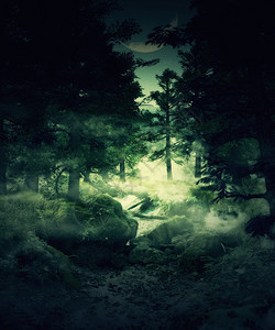绿雾薄森林神秘的风景背图片