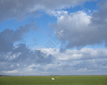 两只天鹅在绿草地的青云层下靠近阿默斯福特和尼黑地的伊姆内斯图片
