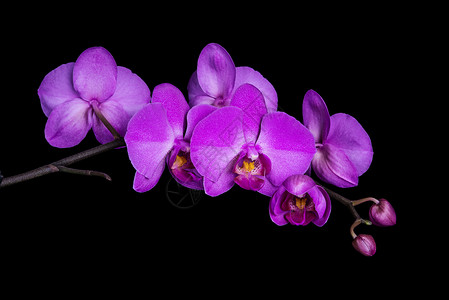 紫兰花的鲜枝图片