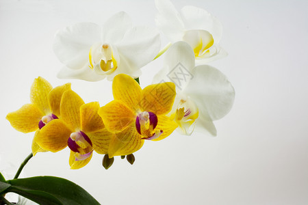 白色背景的黄和白的兰花边背景贺卡母亲日文本地点复制空间兰花白色的黄色和的兰花图片