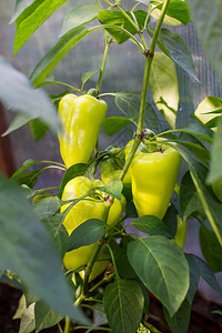 在花园里种植成熟的西红柿在菜园里种植番茄新鲜蔬菜图片