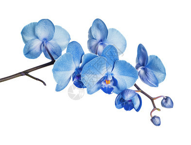 在白色背景上孤立的蓝兰花开枝蓝色兰在白背景上图片