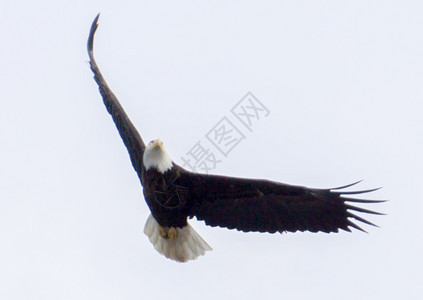 在阿拉斯卡发现的飞行中秃鹰头图片