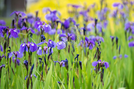在阿拉斯干镇紫色的irsemadow草地花园图片