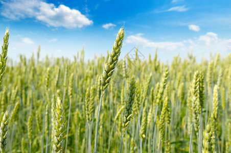田野上小麦和蓝云天空的耳朵成熟浅的深处小麦和蓝云天空的耳朵成熟农业景观浅的田地关注前耳图片