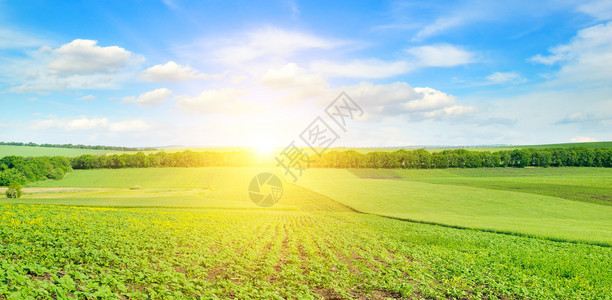 feld日葵芽和出在天空上宽阔的照片日葵芽和出在天空上农业景观整个照片图片