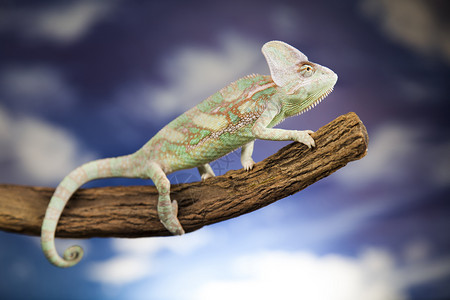 绿色变素蓝天空背景上的利沙耳天空背景爬行动物变色龙蜥蜴图片