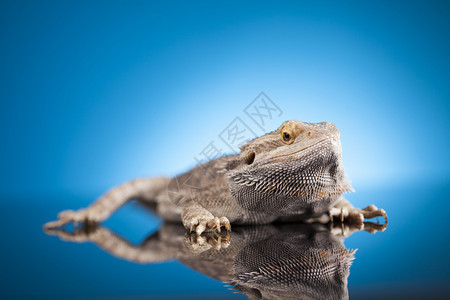 蓝底宠物蜥蜴胡子龙蓝镜底的阿加马蜥蜴背景图片