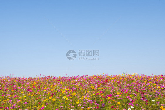 蓝色天空背景的多彩花朵场自然旅行自然环境背景概念图片