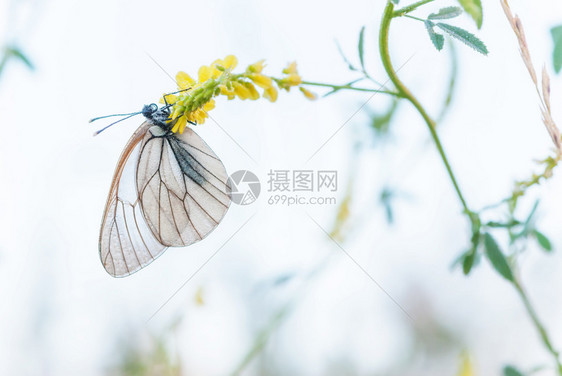 美丽的白蝴蝶和春光闪亮的黄花枝美丽白蝴蝶和黄花色的蝴蝶和黄花朵图片