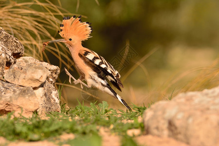 eurasinhope或高音pos美丽的棕色鸟或高音epos美丽的棕色鸟飞进巢图片
